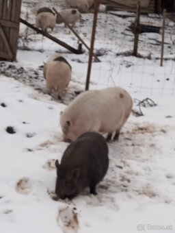 Vietnamske bio prasata - 2