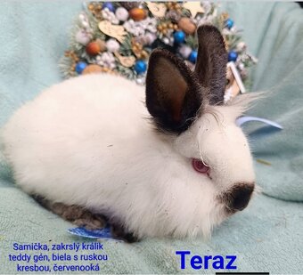 Zakrslý králik teddy gén s VP - samička - 2