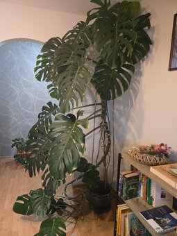 Monstera - 2
