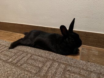 Hope na adopciu - 2