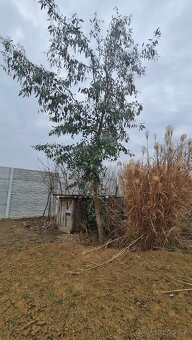 Eucalyptus Gunnii - 2