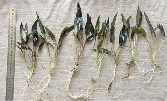 akvarijne rastliny - 2