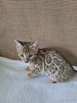 Bengalske mačiatka - 2