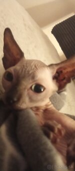 Sphynx - 2