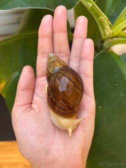 Africký slimák - 2
