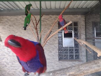 Predám eklektusy - 2