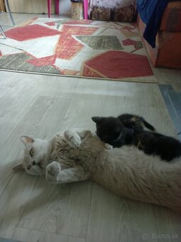 Darujem mačiatka - 2