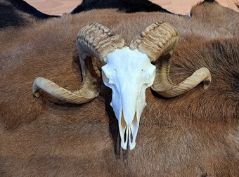 Trofeje, baran a cap - 2