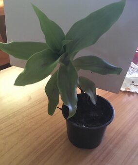 Kalisia Voňavá - 2