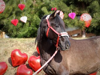 Čierny andalúzsky PRE v Poľsku, valach - 2