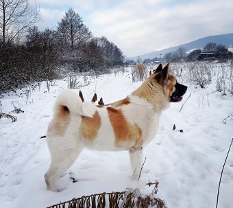 Americká Akita - American Akita - 2