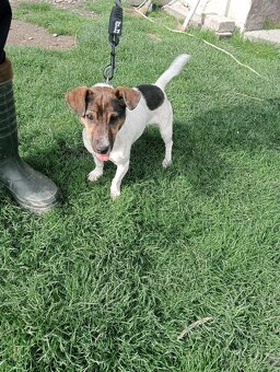 Jack Russell - 2