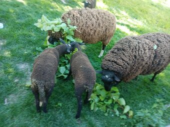 Predám ovce ZWARTBLES - 2