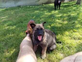 Belgický ovčiak Malinois / Nemecký ovčiak - 2