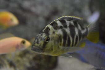 Nimbochromis Venustus - 2