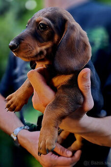 Jazvečík štandard šteniatko - 2