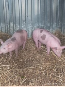 30-35kg odčervcata - 2