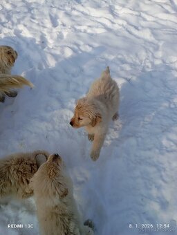 Zlatý retriever - 2