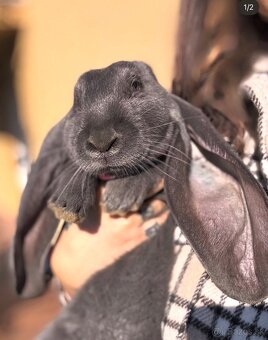 Anglický baranček - 2