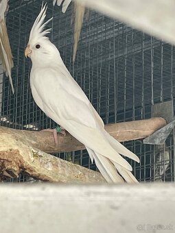 Korely mlade pary - 2