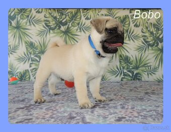 MOPS s PP. - 2