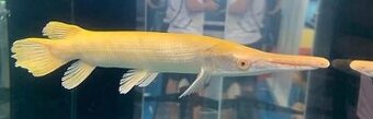 atractosteus spatula albino POSLEDNY KUS - 2