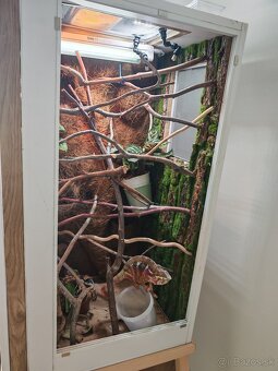 Chameleón pardali - 2