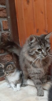 Darujem mačiatka - 2