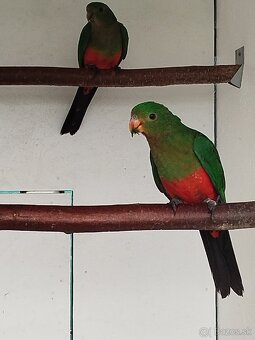 Papagáj kráľovský - 2