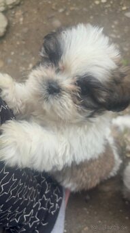 Krasne steniatko shitzu❤️❤️ - 2