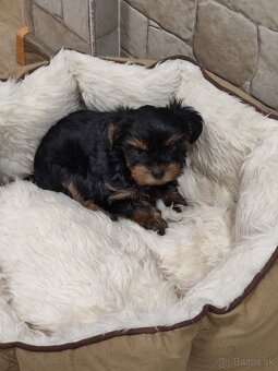 Yorkshirsky teriér - 2