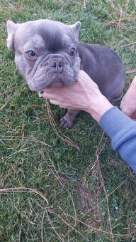 Francúzsky buldoček kryrie - 2