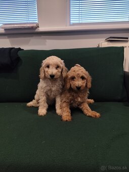 Pudl,pudlík,pudel Stredný - 2