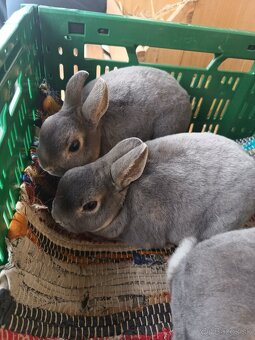 Zakrslý králik - 2