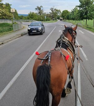 Predám ťažné kobyli z papiermi - 2