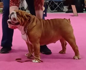 Anglicky bulldog ,buldog, buldok s pp - 2
