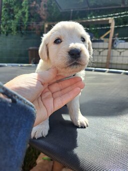 Zlatý retriever. - 2