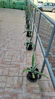 Agave gentryi - 2