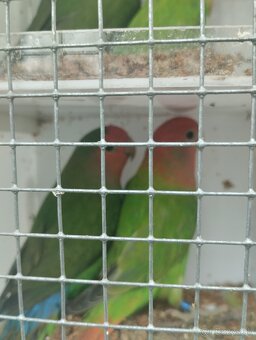 agapornis ružovohrdlý - 2