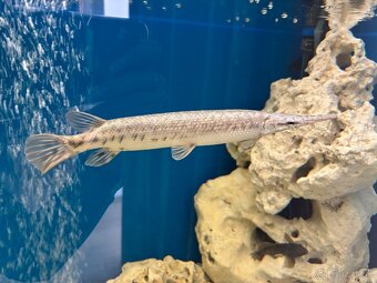 Predám gar (aligátorová ryba) - 2