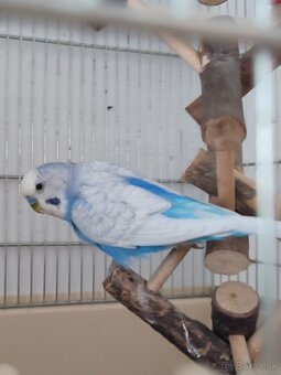 Andulka – dvojročný samček s kompletnou výbavou 🐦 - 2