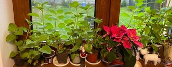 Nádchovník (mexický eukalyptus/kubánske oregano) - 2