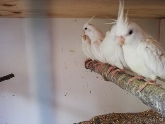 Korely albino biele - 2