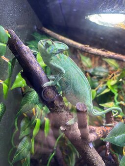 Chameleón Jemenský - 2