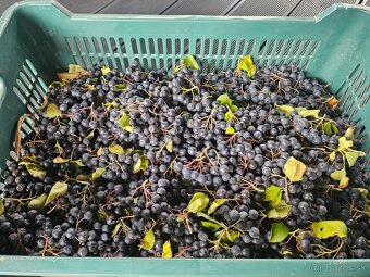 Šťava z aronie - 2