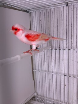 Predám Kanariky - 2