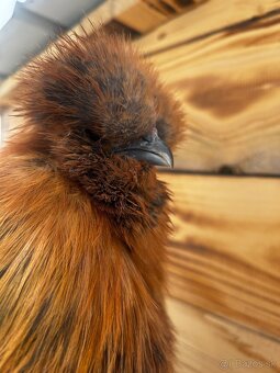 Kohút hodvabničky (Silkie) - 2