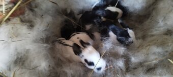 Samec kríženec Nemecký strakač - 2