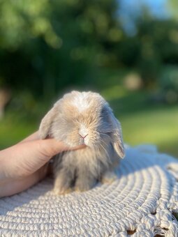 Mini Lop s VP - 2