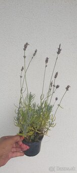 Rozmarín a Levandula - 2